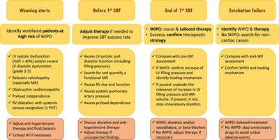 Cardiopulmonary interactions during ventilator weaning